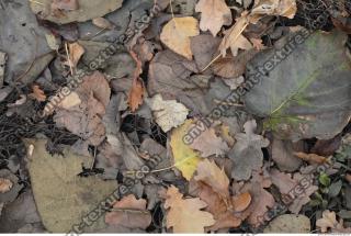 Photo Textures of Leaves